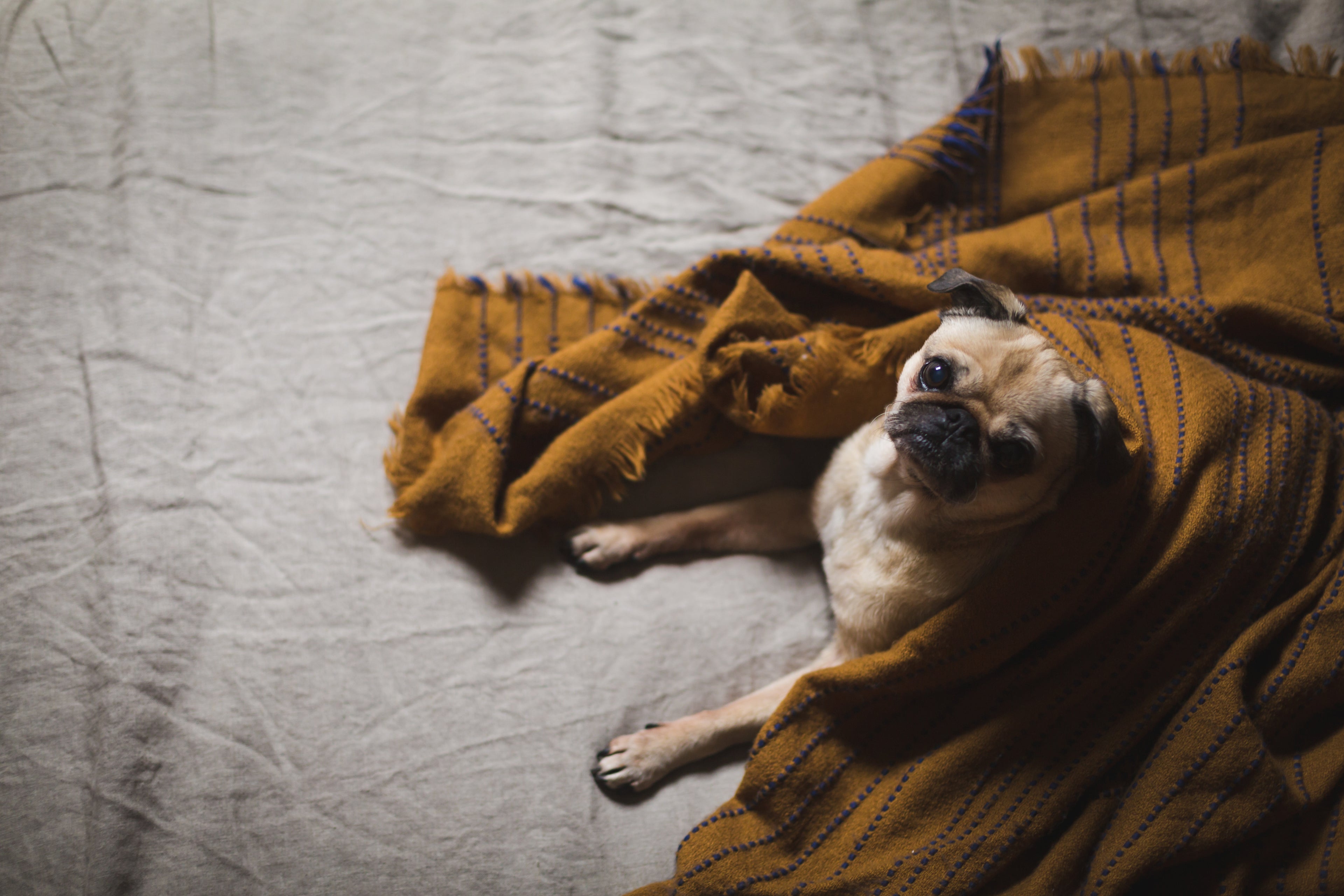 Cute pug covered in a blanket
